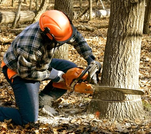 Tree Removal in Saint Johns, MI